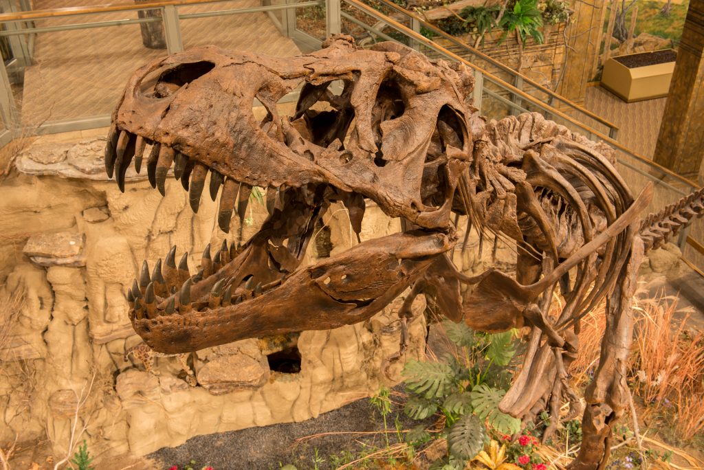 fossil museum near me